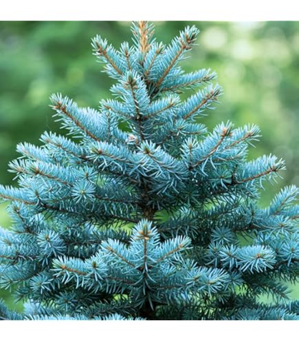 Amazon.com : Noble Fir, Abies procera, (Abies nobilis), Tree Seeds