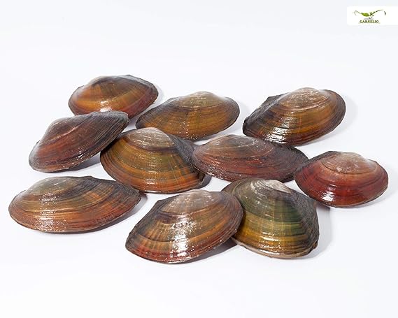 Teichmuschel für Den Gartenteich + 1 x NH ToxEx Ball - schwebe Algen vernichter/Algenkiller/Biofilter für Teich