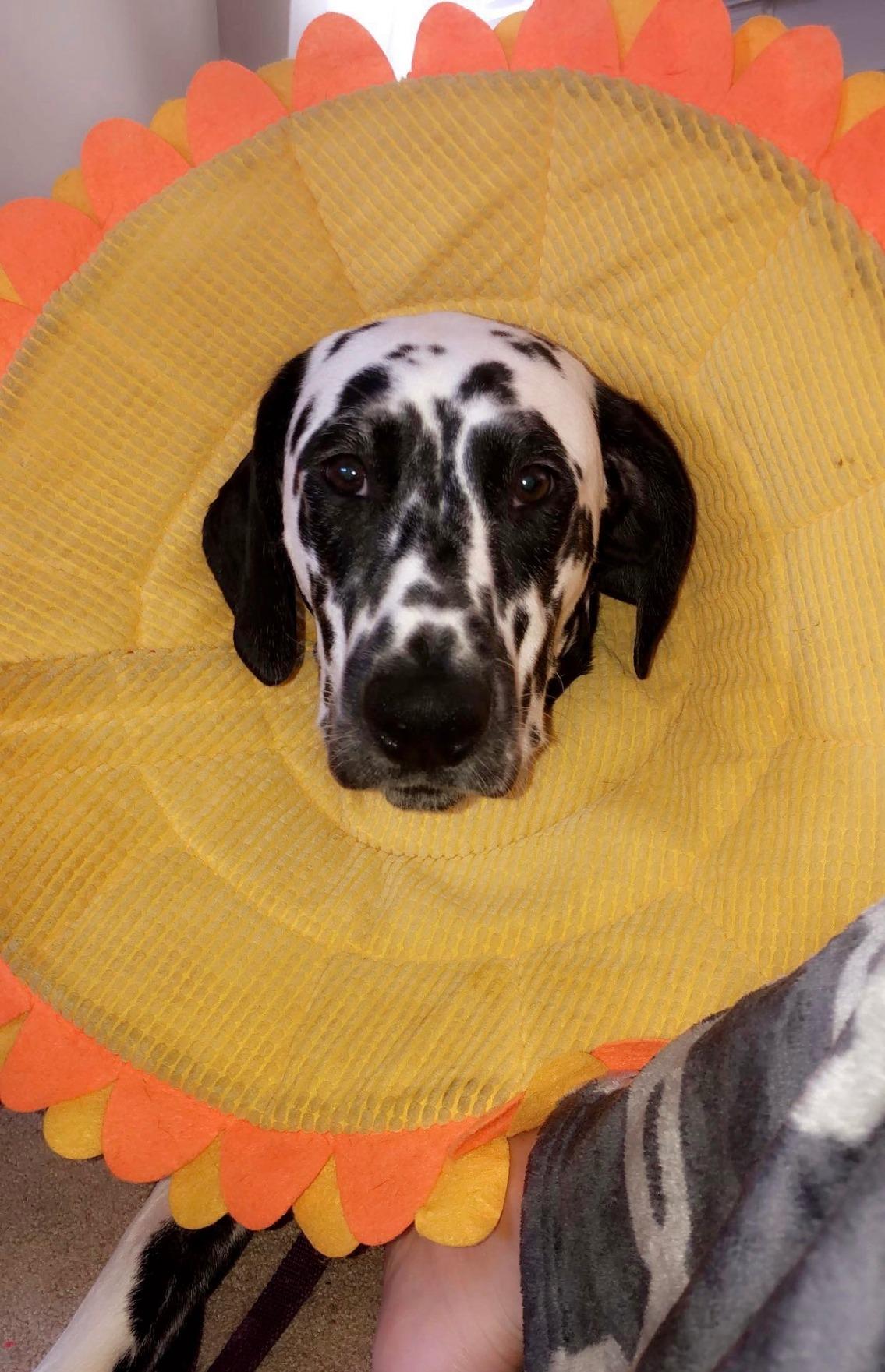 How To Make A DIY Cone Of Shame That Really Works, 58 OFF