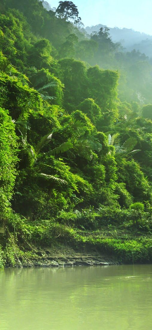 PeelitStickit Jungle Forest Wallpaper Design, Wall Mural ID-021, vinyl, Multi-colour