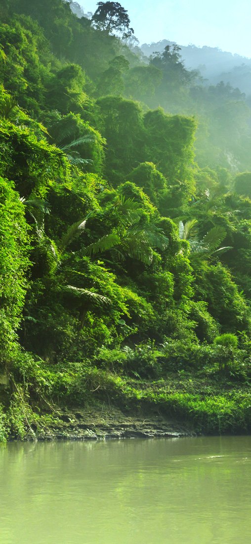 PeelitStickit Jungle Forest Wallpaper Design, Wall Mural ID-021, vinyl