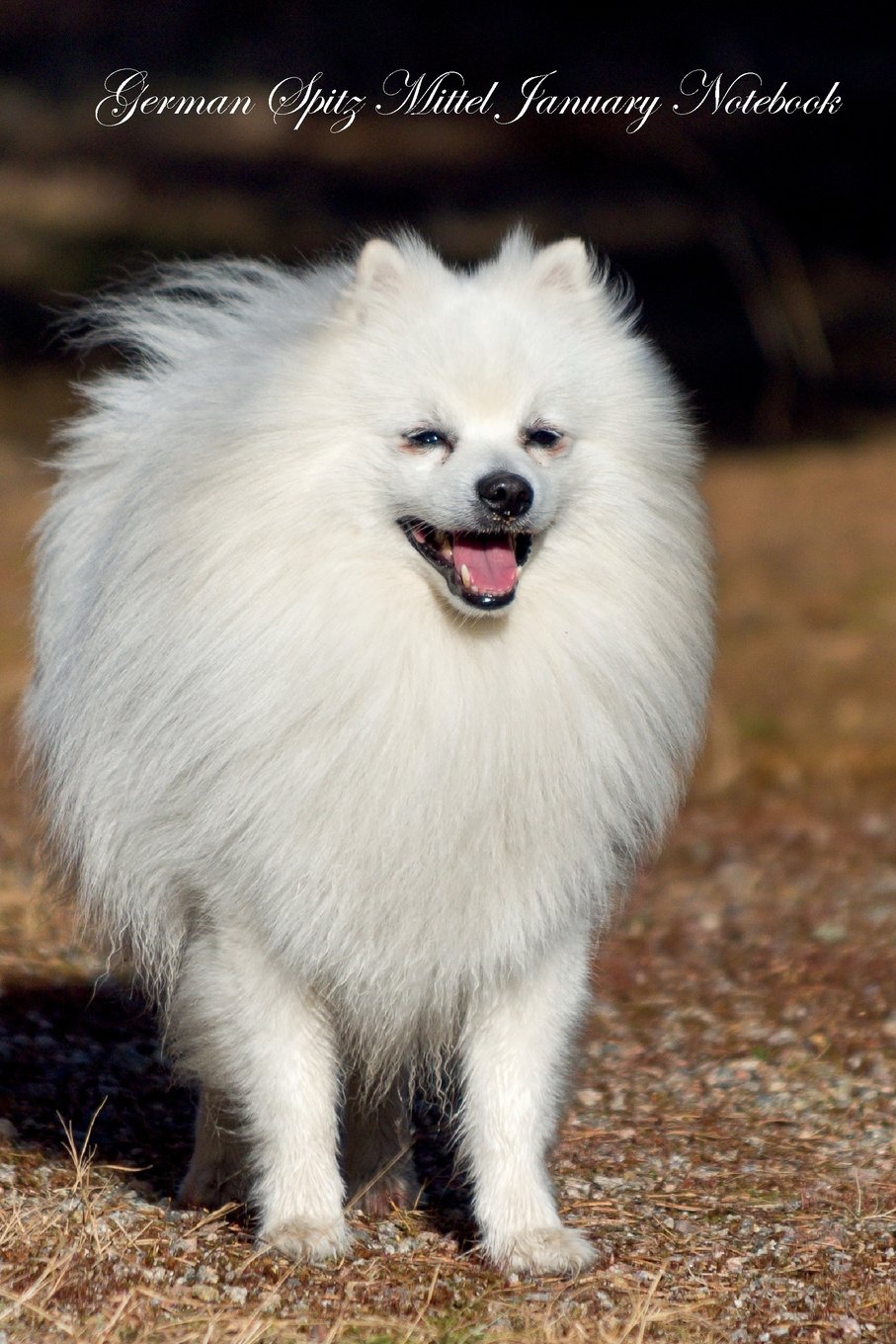 german spitz price