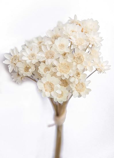 Autumn Color 100 Stems Natural Dry Flowers Brazilian Small Star