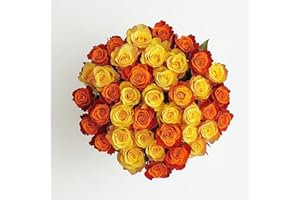 GlobalRose 50 Fresh Cut Roses - 25 Yellow & 25 Orange - Fresh Flowers Bouquet - Flowers for Wedding, Birthday, Anniversary, Mother's Day, or Home Decor (OM)