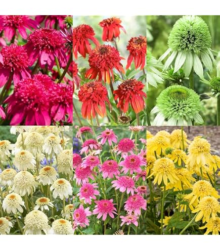 Semillas De Equinácea Mellow Yellows - Fáciles De Cultivar, 20 Unidades - Aamish