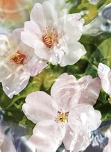 Guerlain Aqua Allegoria Flora Cherrysia EDT Spray Fragrance 75ml view 3