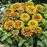 Outsidepride 30 Seeds Annual Zinnia Elegans Swizzle