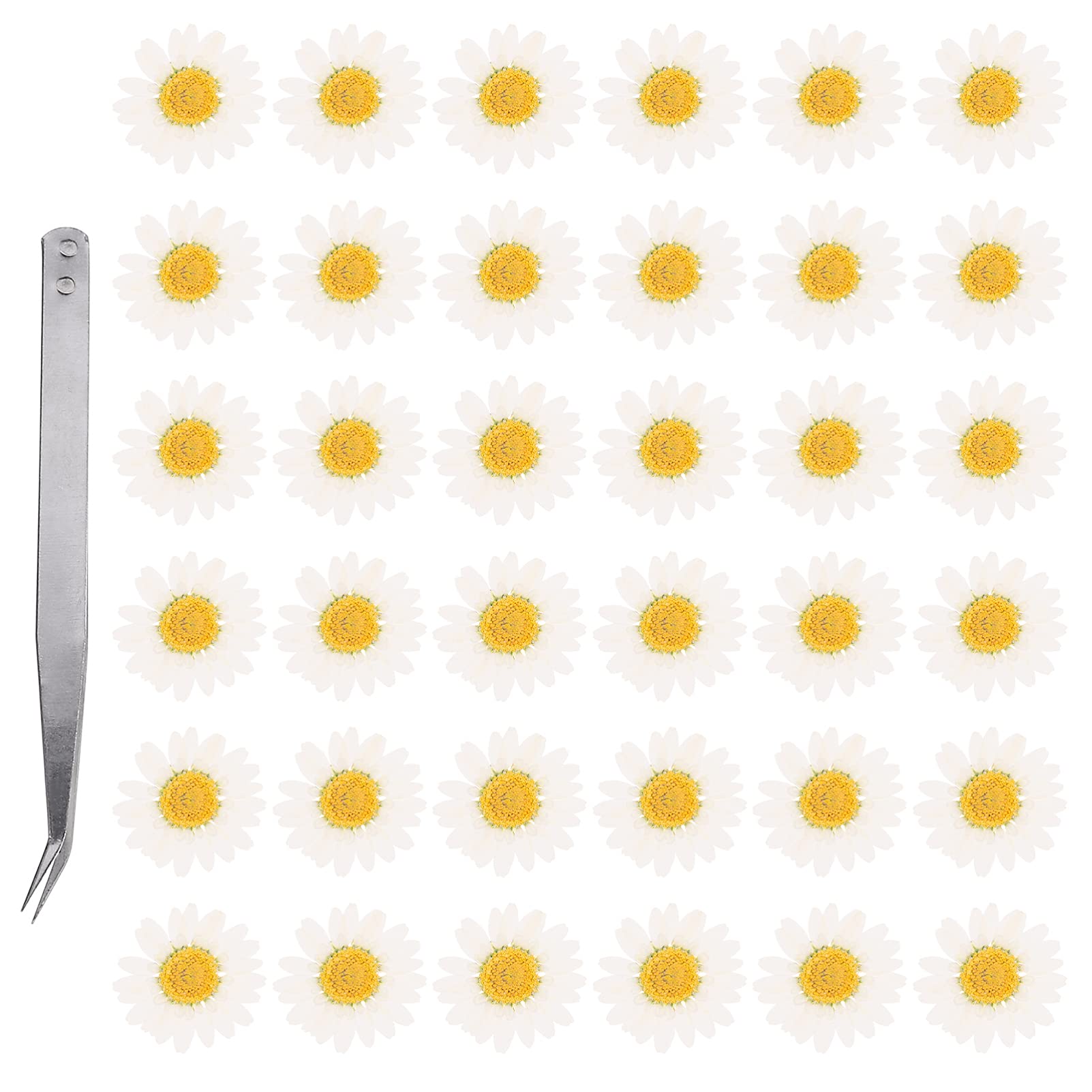 Artibetter 60Pcs Natural Dried Daisy Flowers 1.2In Pressed Flower Craft Accessories with Tweezers for Diy Resin Jewelry Scrapbooking and Home Decoration