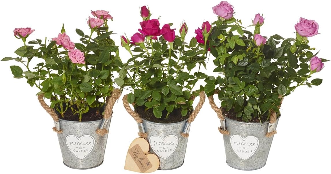 The Flower Rooms - Trio Mini Rose Plant Set - Flower Gift