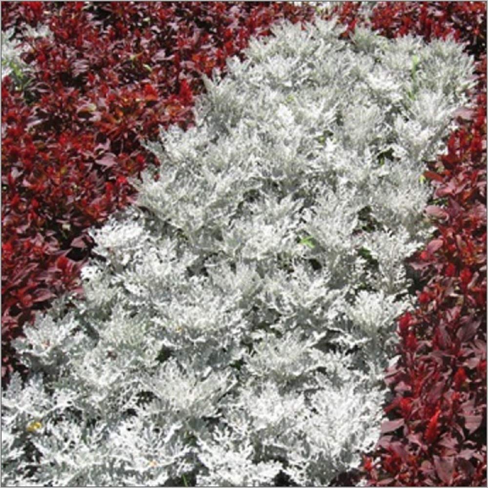 PREMIER SEEDS DIRECT - Cineraria - Silver DUST - 600 Finest Seeds