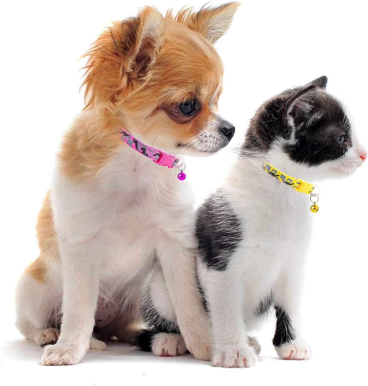 Мейн кун и чихуахуа. Чихуа и кошка. Порода кошек чихуахуа. Чихуахуа и кошка. Чихуа и кошка.