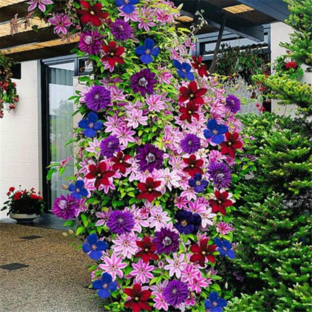 Jiacheng29 50Pcs Mixed Colors Beautiful Clematis Flower Seeds Home Garden Climbing Plants