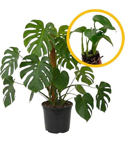 Amazon.com : Swiss Cheese Plant, Monkey Plant, Monstera Adansonni Starter  Plant : Patio, Lawn & Garden