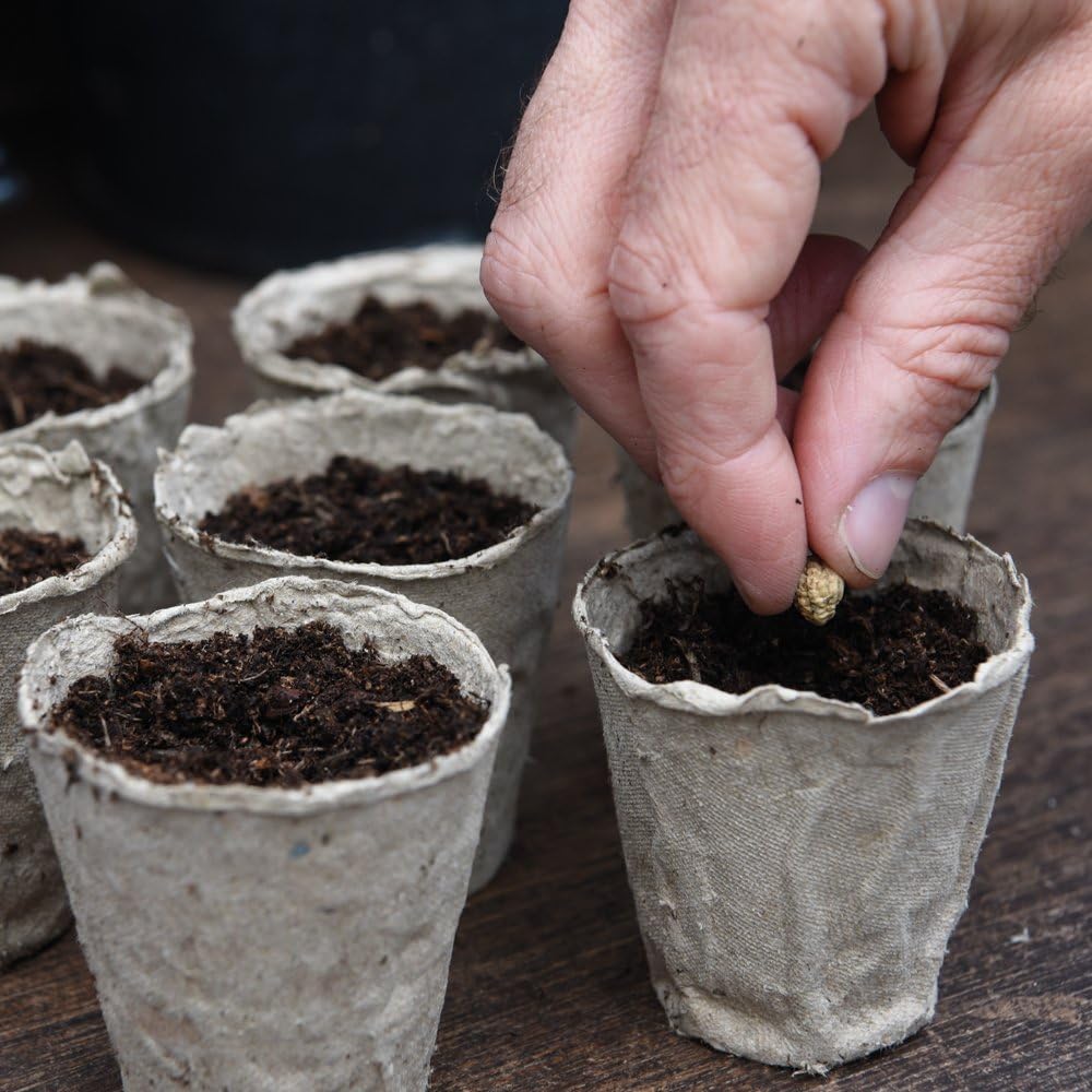 Thompson & Morgan Biodegradable Plant Fibre Seed Pots for Seeds Seedlings & Cuttings, An Eco-friendly Alternative to Plastic - Image 3