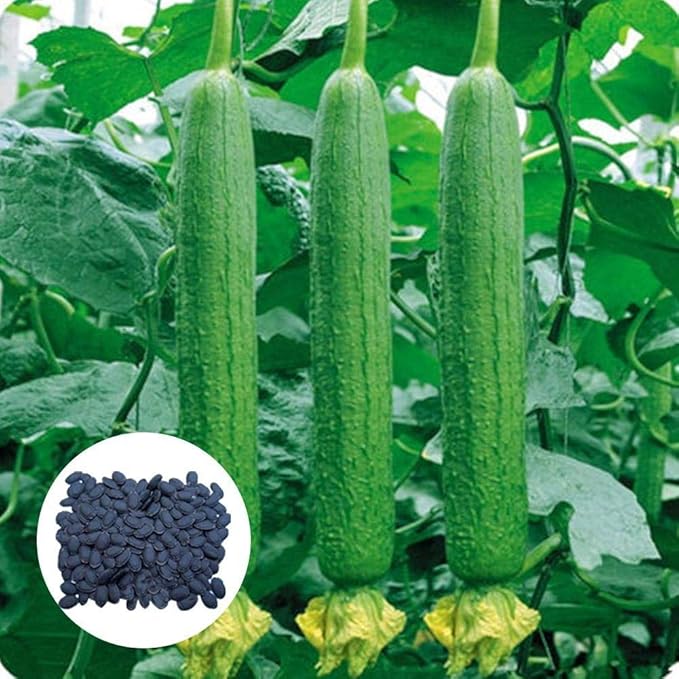 20 Pcs Gourd Luffa Seeds Luffa Gourd Sponge Seeds Vegetables Seeds Amazon.co.uk Garden & Outdoors
