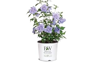 2 Gallon Proven Winners Blue Chiffon Hibiscus Shrub