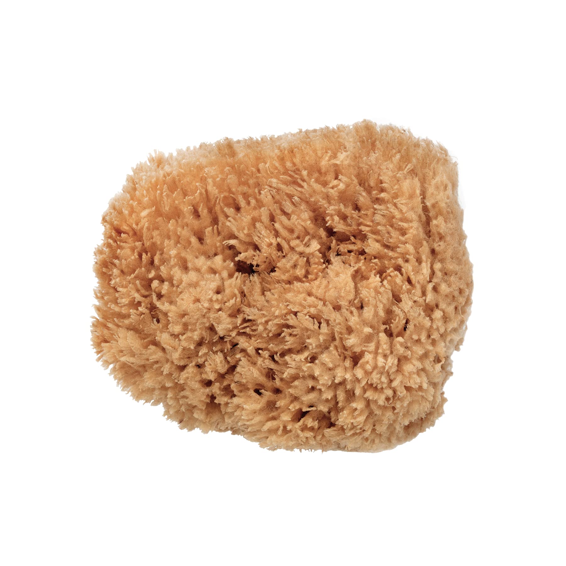 Beauty Kitchen - The Sustainables Eco-Harvested Body Sea Sponge - Natural and Sustainable - Gentle Exfoliation - Bathing Essential