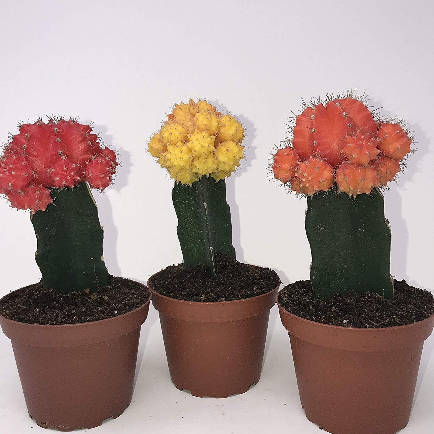 Large grafted Moon Cactus (3) Garden & Outdoor