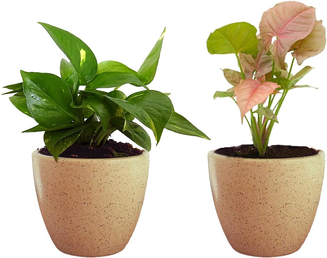 Rolling Nature Combo of Good Luck Air Purifying Live Money Plant and Syngonium Pink Plant in Brown Round Dew Ceramic Pot