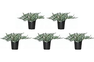 FLORIDA FOLIAGE Blue Rug Juniper - 5 Live 4 Inch Plants - Juniperus Horizontalis 'Wiltonii' - Drought Tolerant Cold Hardy Evergreen