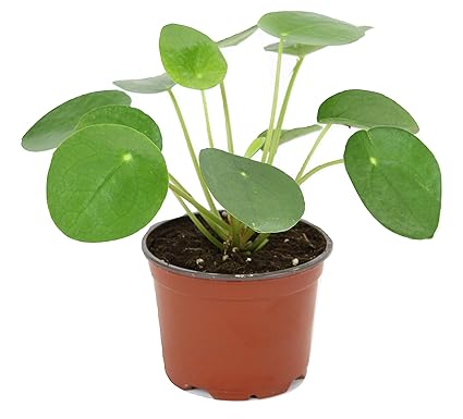 Amazon Com Pilea Peperomioides 4 Pot Chinese Money Plant -