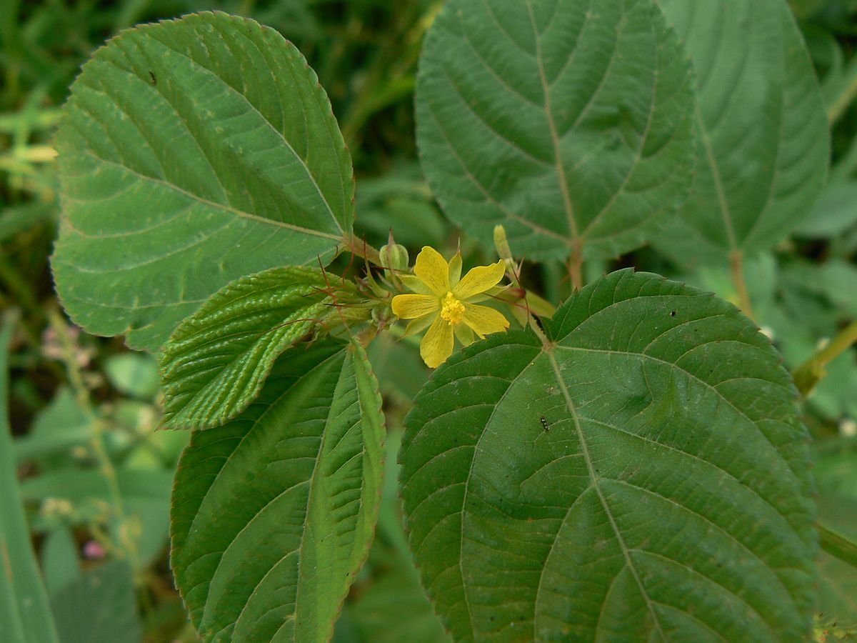 Corchorus olitorius, Nalta Jute, for oriental kitchen, 20 seeds Amazon.co.uk Garden & Outdoors