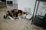 Cat Mate C200 Automatic 2 Meal Timer Pet Feeder 400 g White 401 view 3