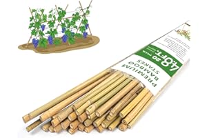 Plant Stakes,4.8FT Longer Sturdy Natural Bamboo Garden Stakes,GAGINANG 20Pcs Bamboo Sticks Trellis Support for Tomato, Vegetables Beans Trees Climbing Plants