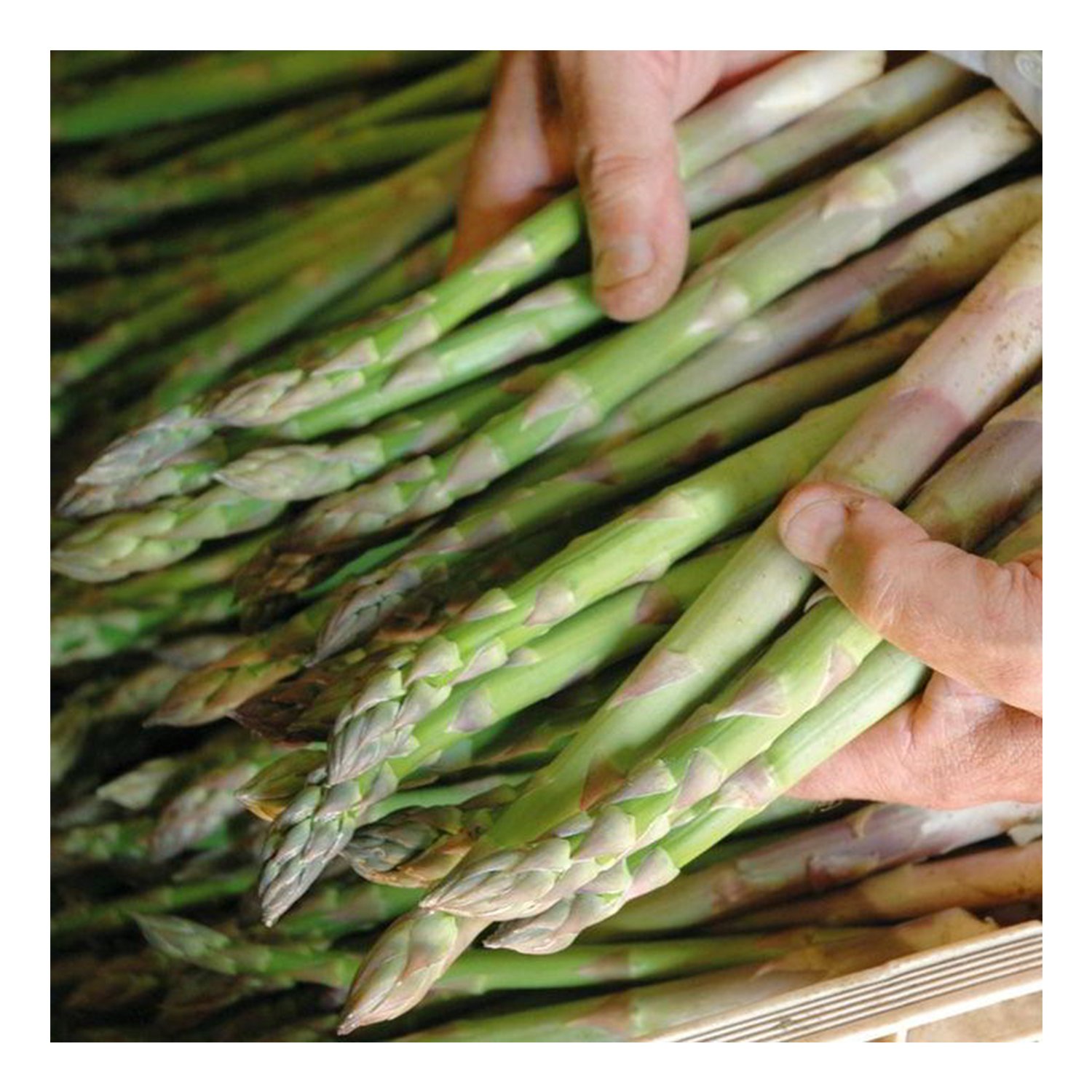 Amazon.com : Millennium Asparagus Plants Crowns Roots Bare Root 50 Ea