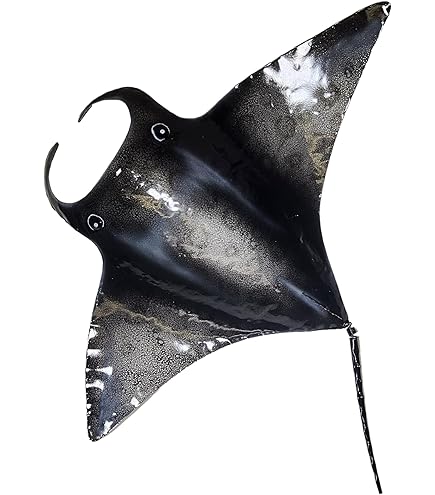 【中古】 Estratexa Manta Ray Manta Ray | Fab