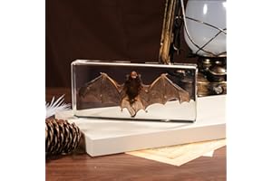 QNCMBUG Taxidermy Bat, Real Bat Specimens High-Quality Resin Animals for Science Classroom Education Ideal Bat Decor & Gift for Taxidermy, Skull Collectors, Oddities Biology Enthusiasts (5.5x2.5x0.7 Inch)