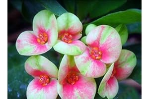 Milii Hybrid Medium 100 Seeds Large Flowers Crown of Thorns Graptopetalum Rusbyi Seeds 4# 32694628475ST : Package Contains Se