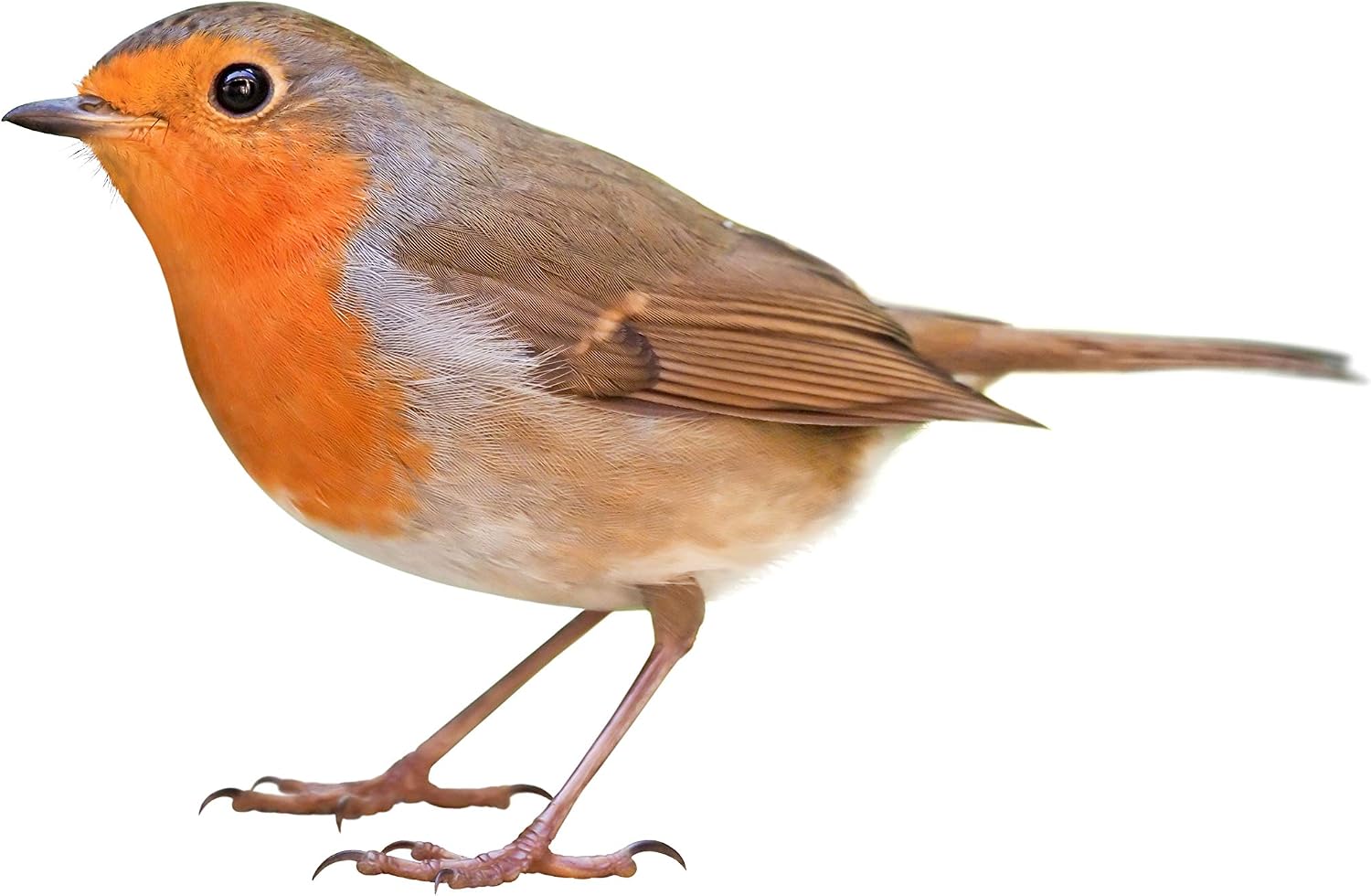 Robin, Blackbird and Wren nest box, Larch - Image 3