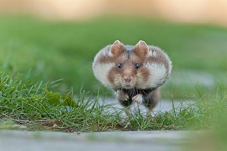 Huron adicto | Los mejores artículos para tu hurón.