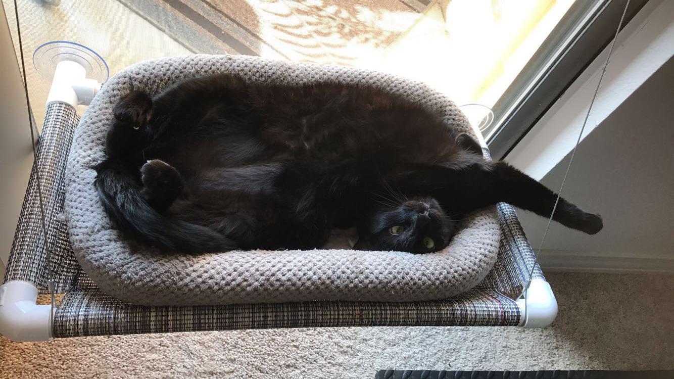 Pictures Kitty Cot Original™