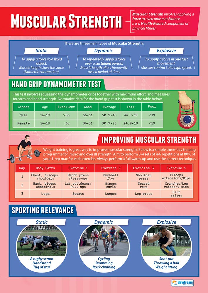 Daydream Education Muscular Strength | PE Posters | Laminated Gloss Paper measuring 850mm x 594mm (A1) | Physical Education Charts for the Classroom | Education Charts — image 1