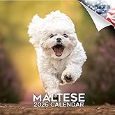 Maltese Calendar 2026 by MegaCalendars – Monthly Dog Breed Wall Calendar, Made in USA