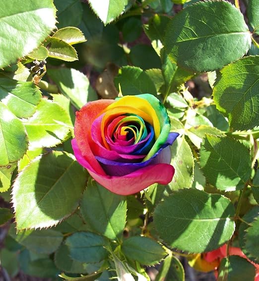 Aiden Gardens Rainbow Rose Plant Osiria Rose Shrub Bush Hardy Rosa
