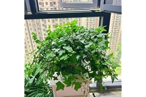 Pothos Houseplant Seeds, Ivy Living Room Easy-Growing Exotic Plants, Hardy Perennial Ground Cover, Potted Climbing Plants 30p