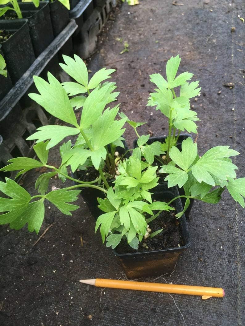 1pcs Lovage Plant Perennial Levisticum Live Plant Garden