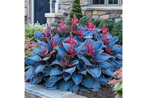 Perennial Coleus Ornamental Grass Seeds – 200pcs | Cold-Tolerant, Easy-Grow Colourful Foliage | Garden Bedding & Container Pl