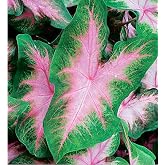 Kathleen Caladium Bulbs - Large Size Root - Elegant Green and White Foliage - Hardy in Zones 9-11 - Ideal for Gardens and Containers