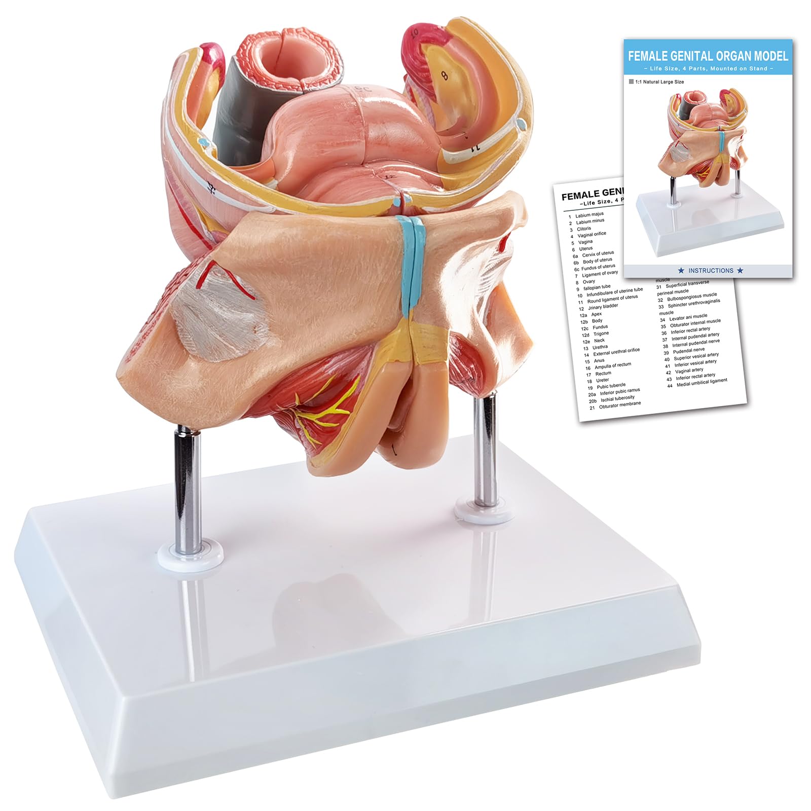 Photo 1 of Merinden Human Female Genitalia Organ Anatomical Model, Life-Size 4 Parts Female Genital System Anatomical Model with Colorful Manual and Stand for Medical Science Education Study or Teaching