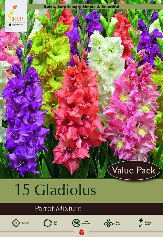 'Parrot Mix' Gladiolus 8 Bulbs Super Value! 12/14 cm