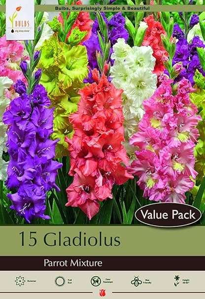Download Amazon Com Parrot Mix Gladiolus 8 Bulbs Super Value 12 14 Cm Gladiolus Plants Garden Outdoor