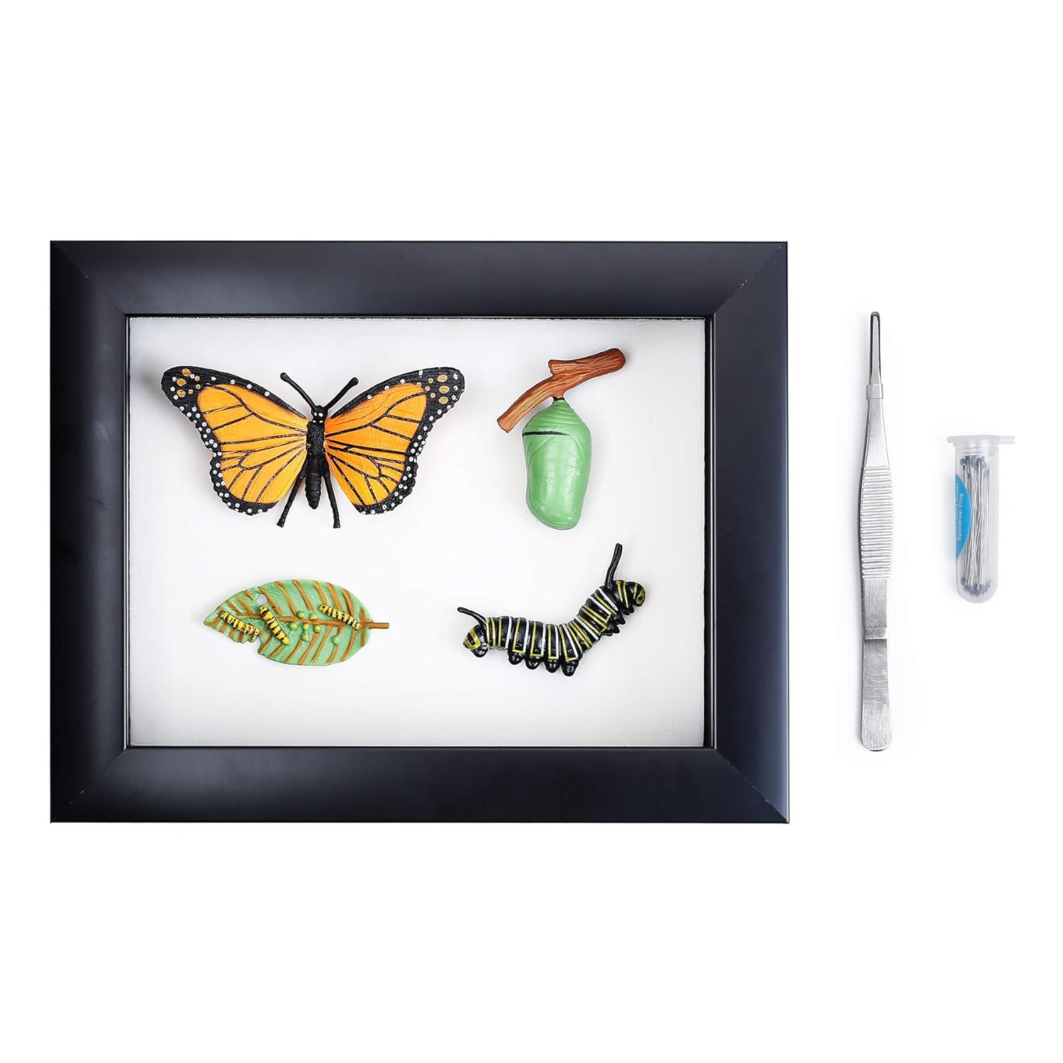 Insect Display Case Bug Display Shadow Box with Tweezers and Insect