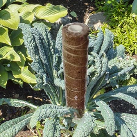 Corwar Soporte de Poste de Musgo para Plantas trepadoras, Estacas ...