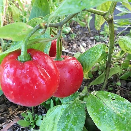 QAUZUY GARDEN 25 Seeds Red Manzano Chili Pepper Seeds, Capsicum pubescens  Chile Rocoto Locoto Plant Seeds- Organic Non-GMO Vegetable Survival Gear  Food Seeds in Saudi Arabia | Whizz Vegetables