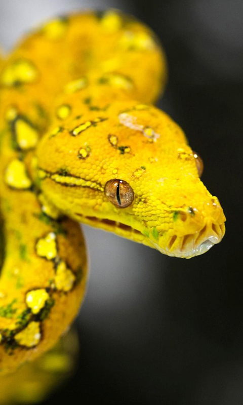 ヘビの壁紙 Amazon Co Jp Appstore For Android