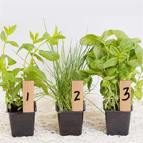 ANBET 60 Piezas Etiquetas de Plantas de bambú, 50 Piezas Etiquetas ...